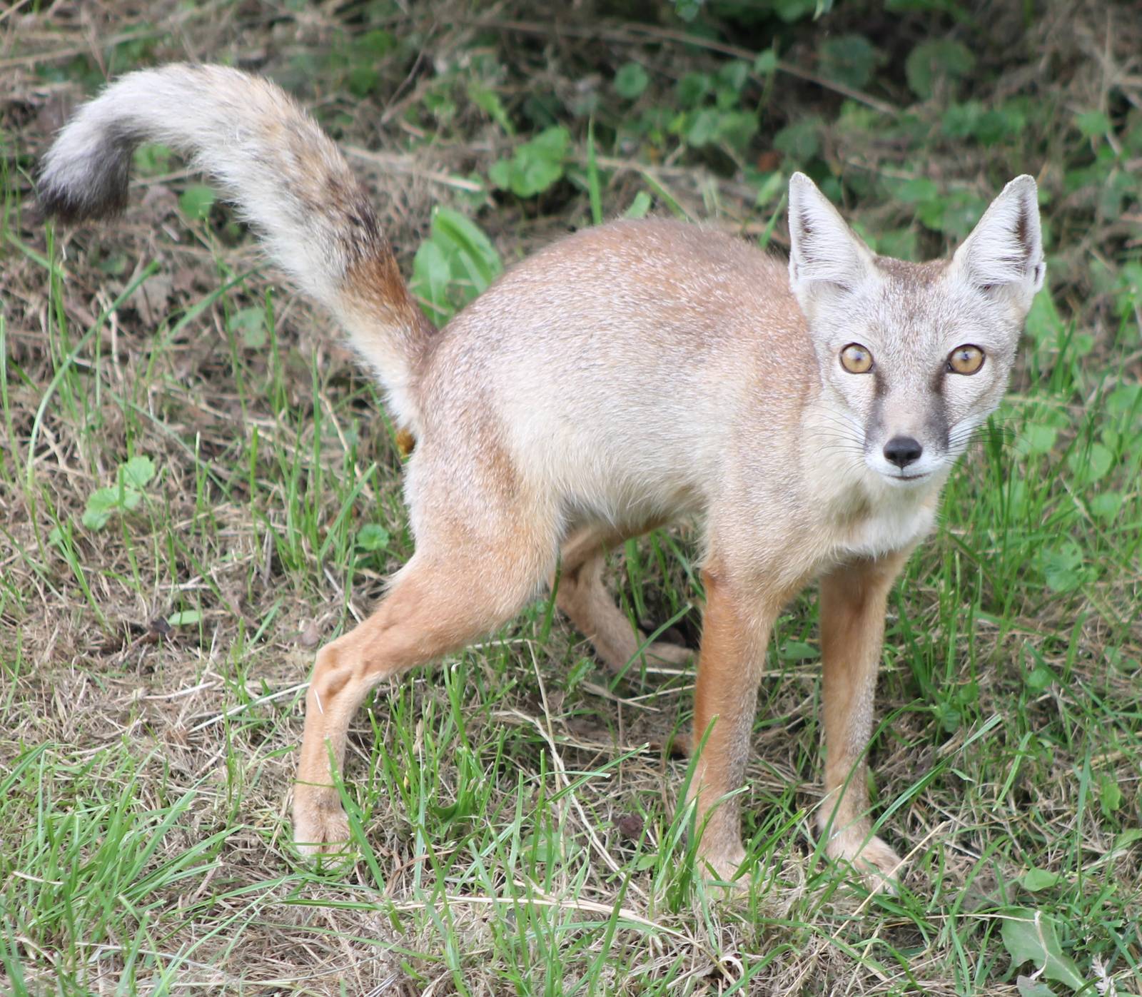 Corsac fox