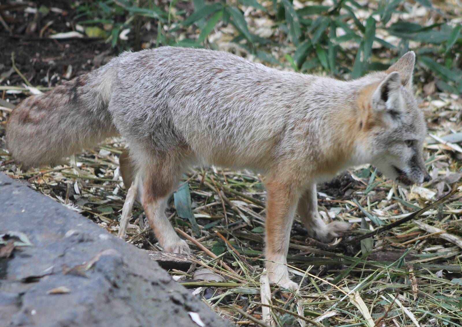 Corsac fox
