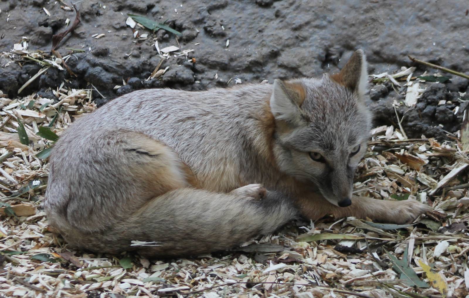Corsac fox
