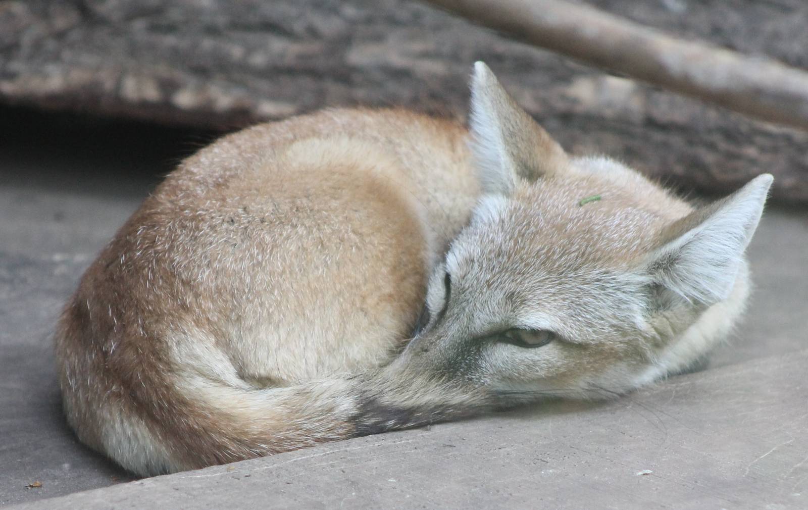 Corsac fox