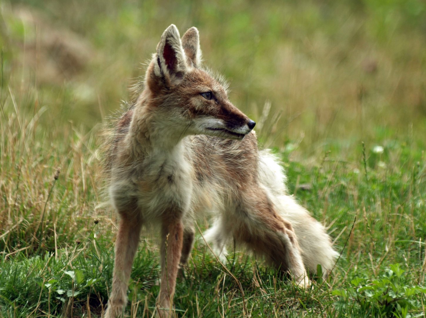 Corsac fox