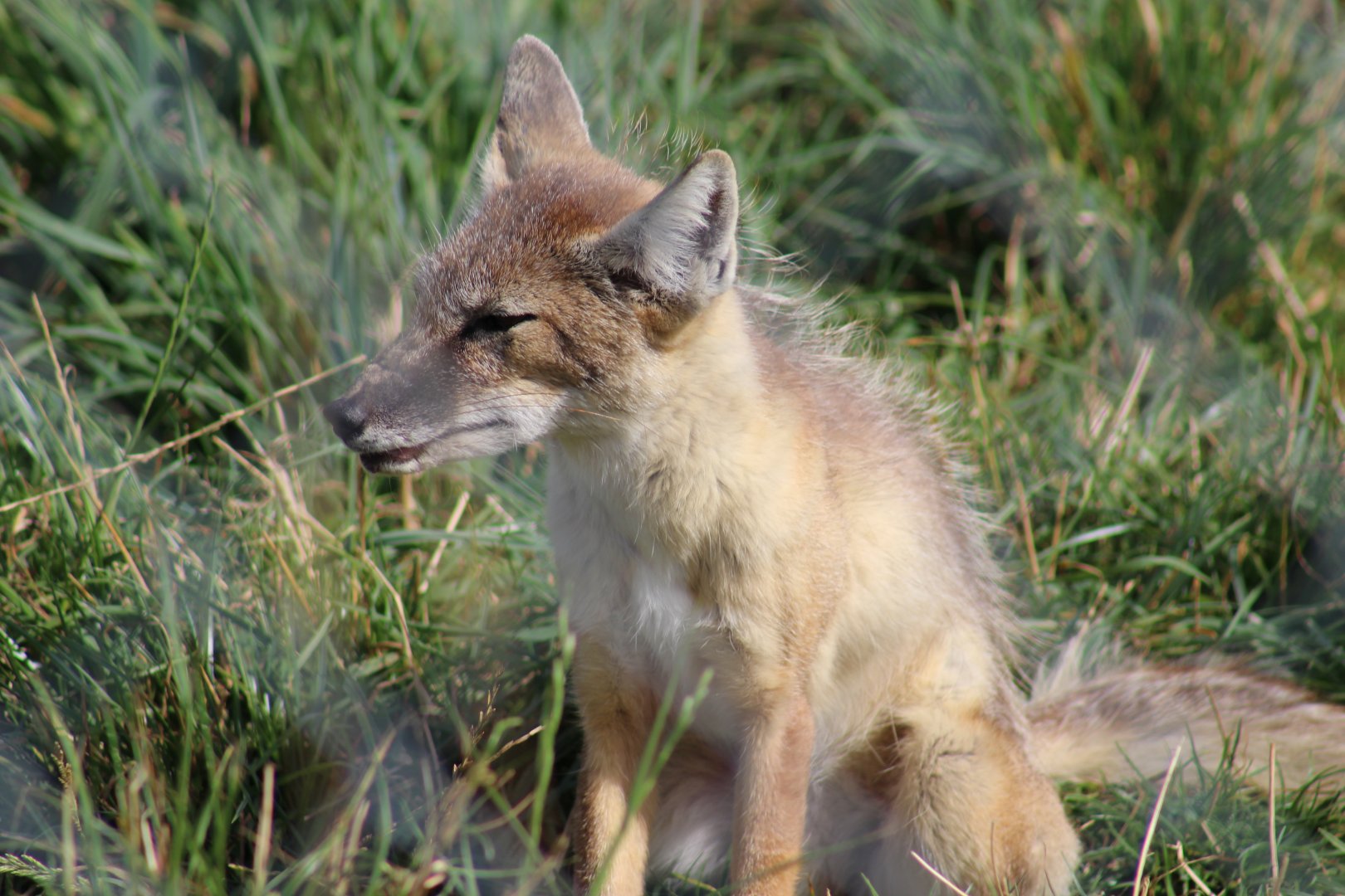 Corsac Fox