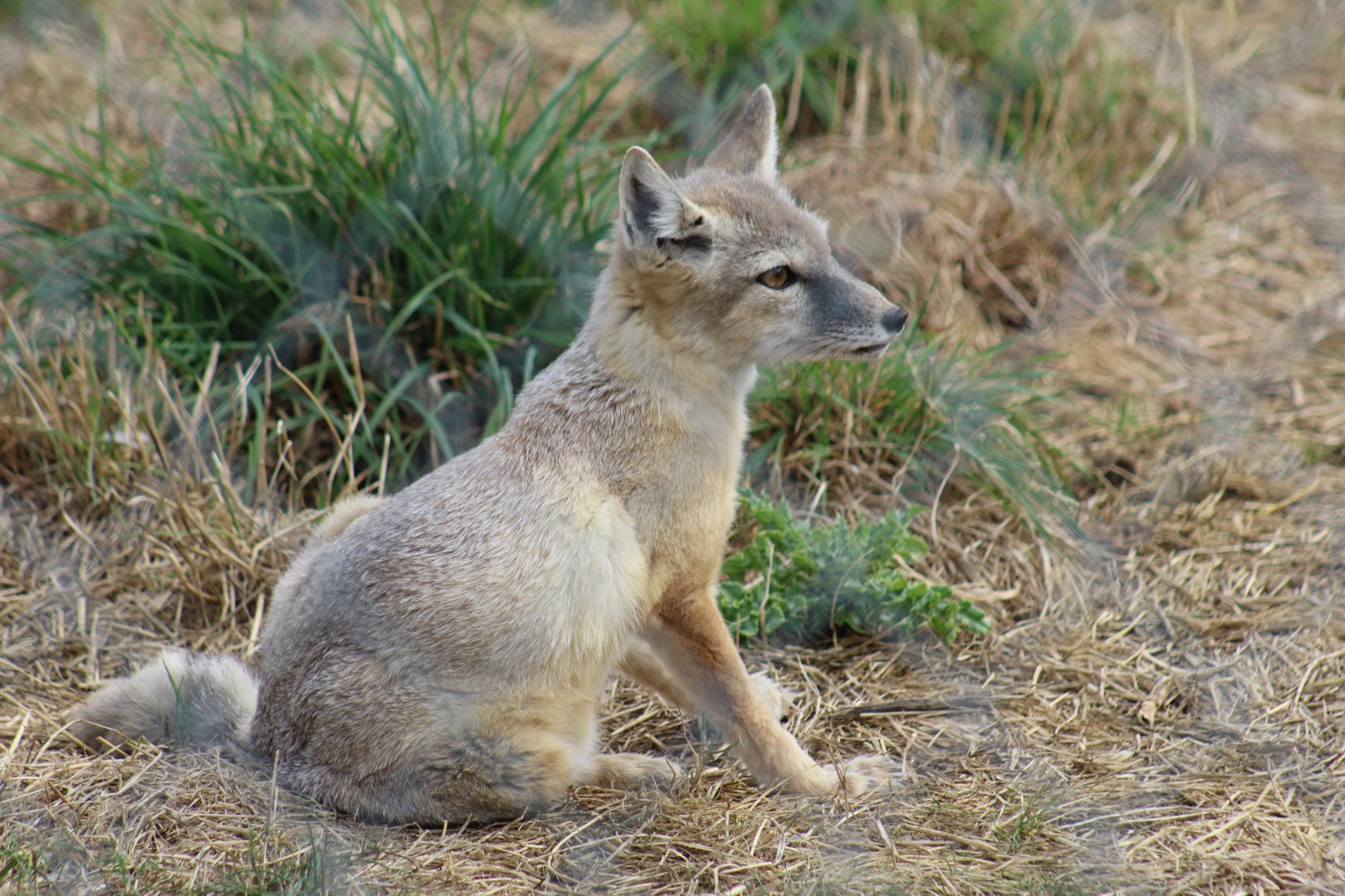Corsac Fox