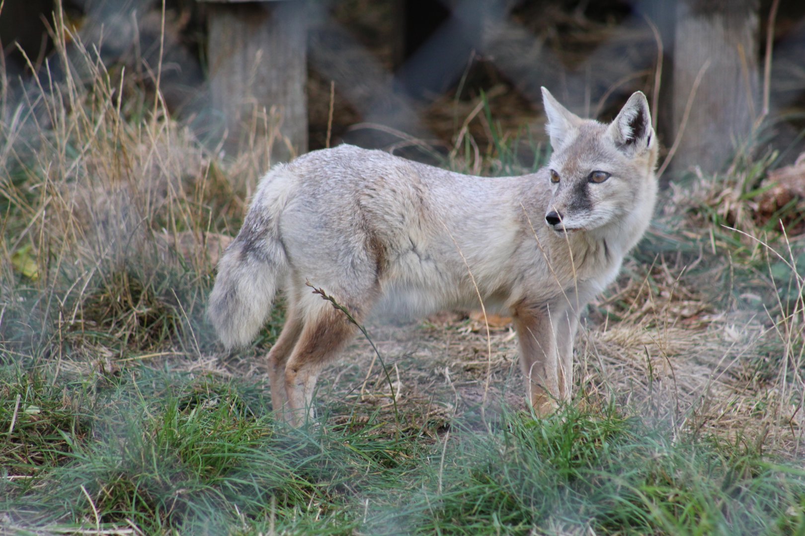 Corsac Fox