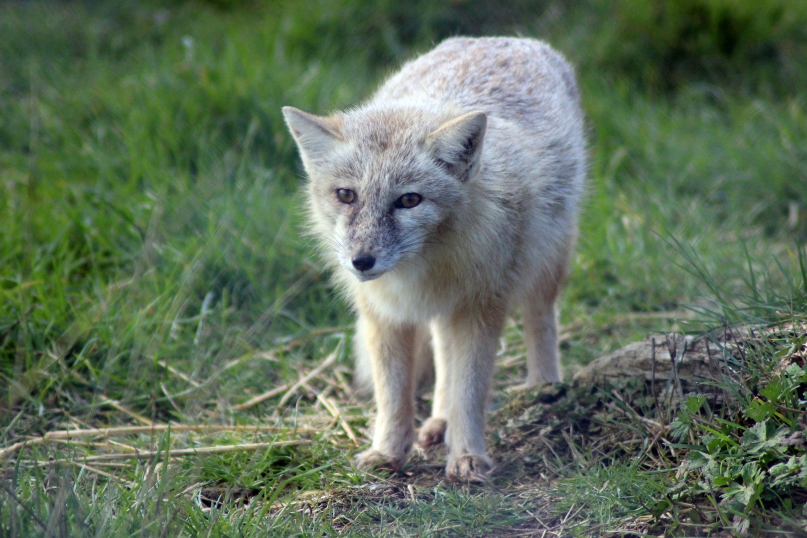 Corsac Fox