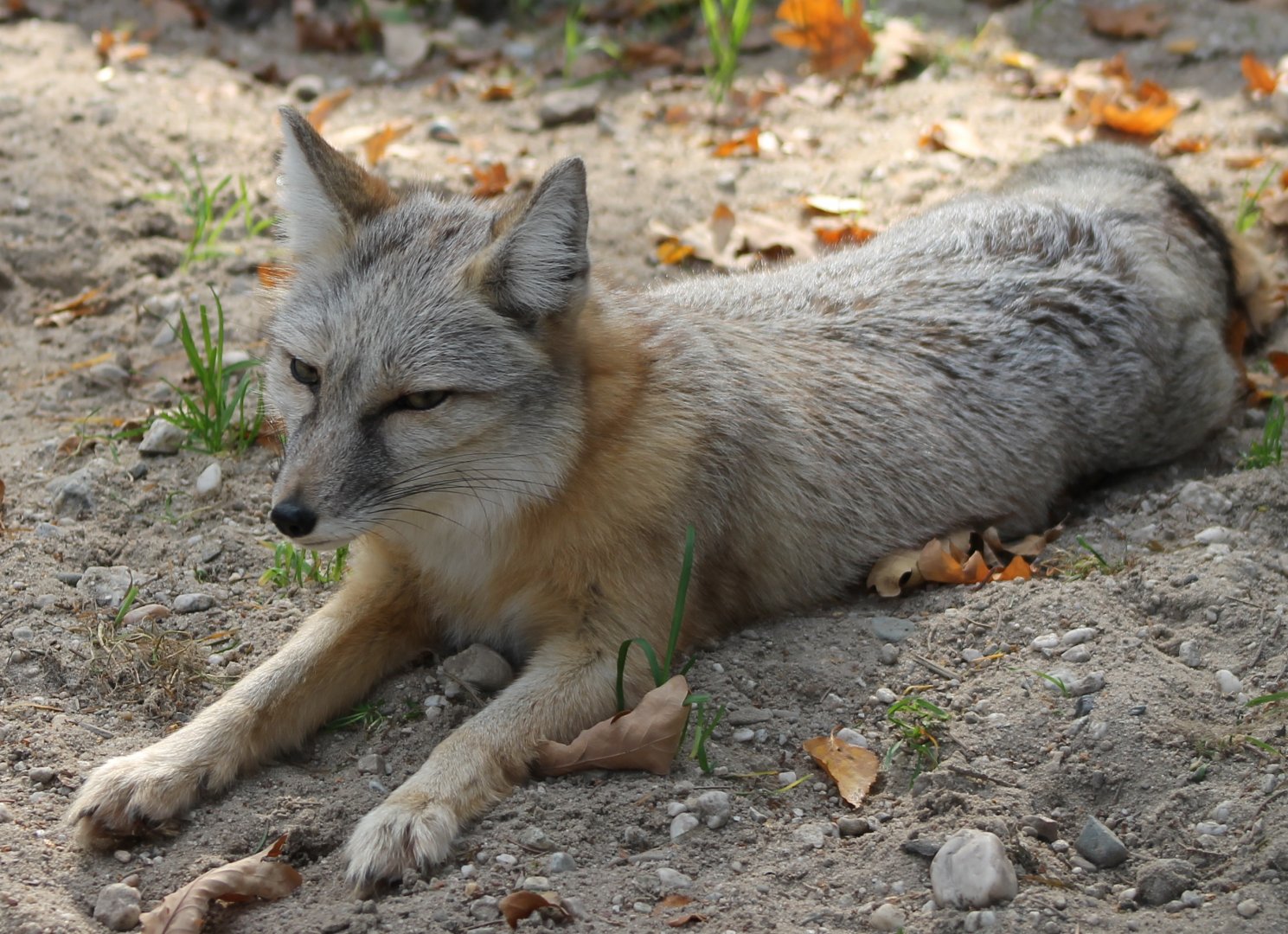 Corsac fox