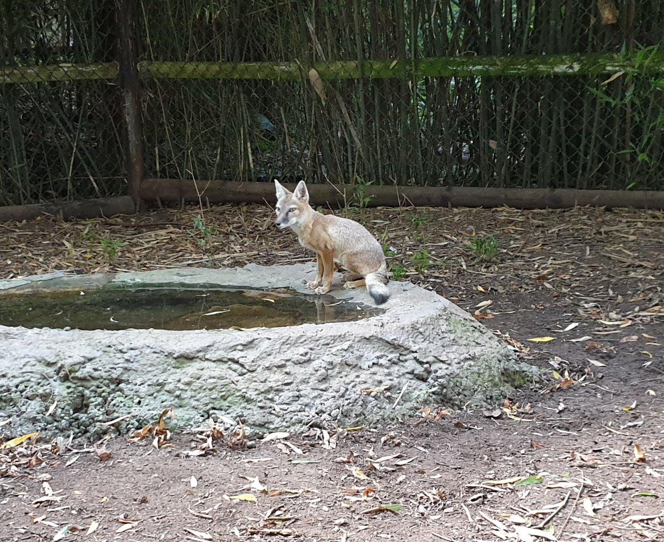 Corsac fox