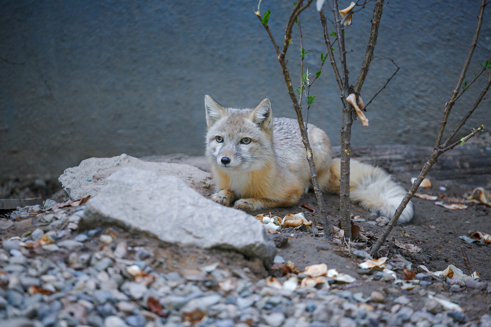 Corsac fox