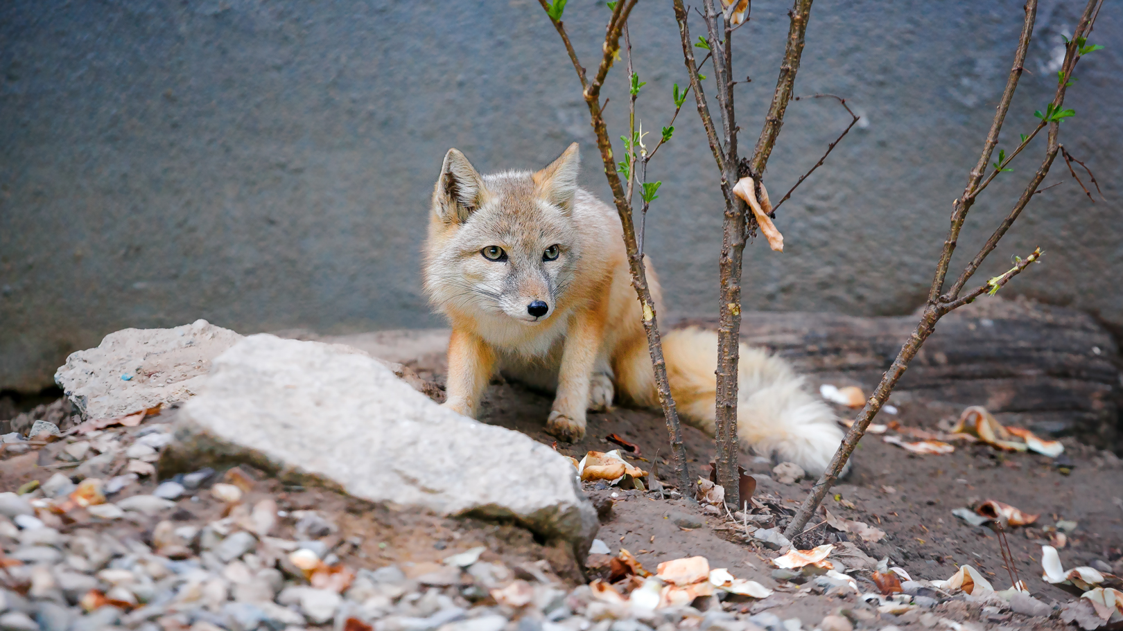 Corsac fox