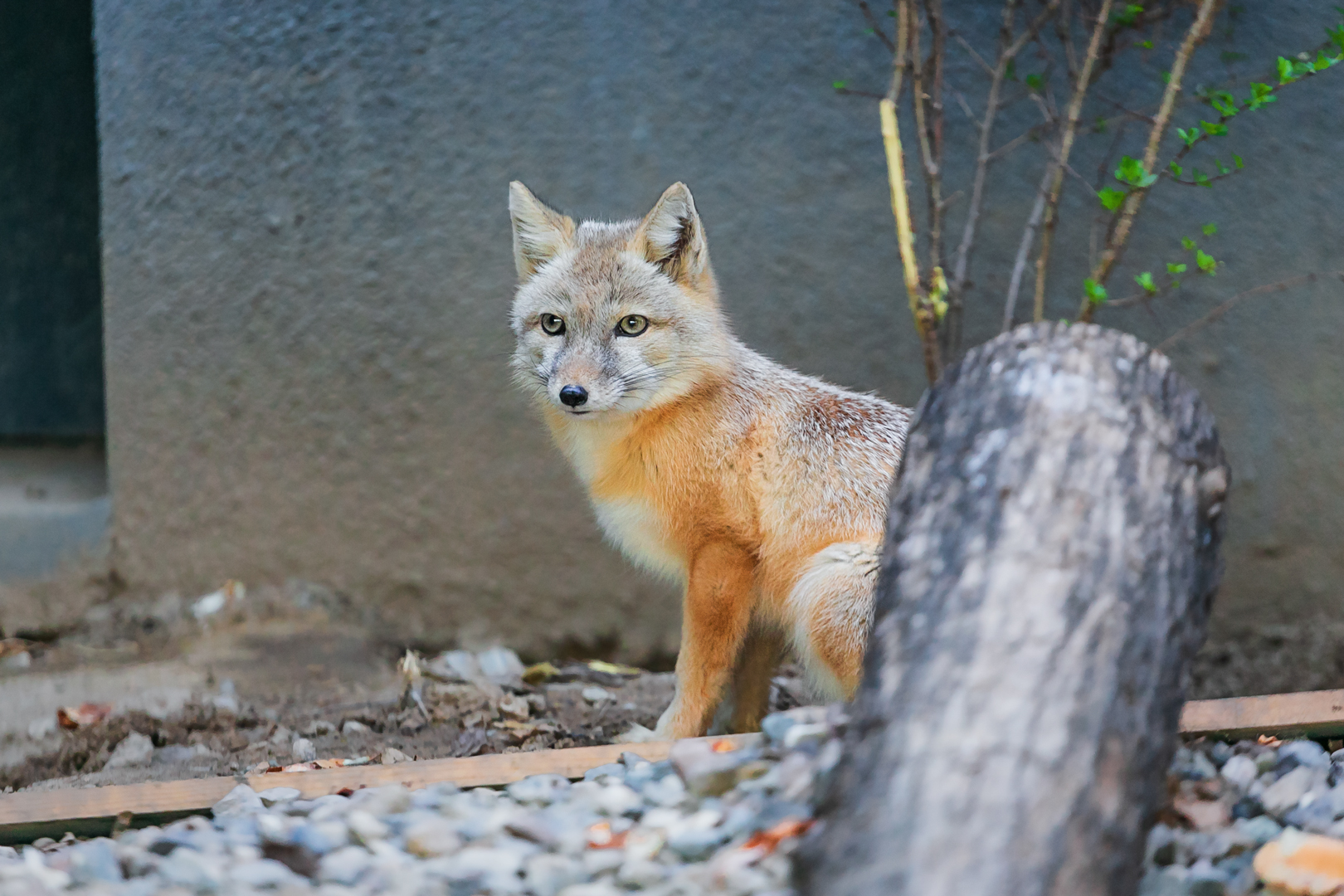 Corsac fox