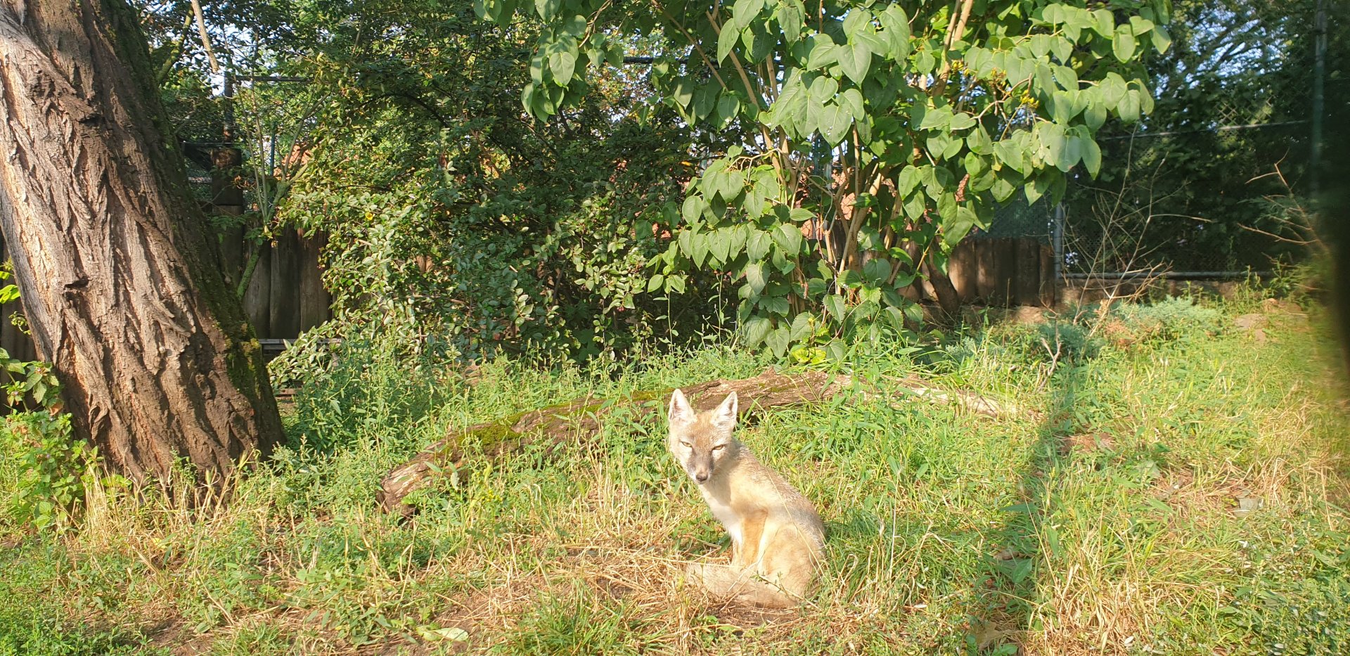 Corsac Fox