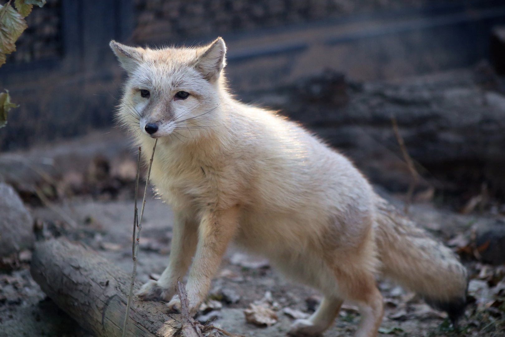 Corsac Fox