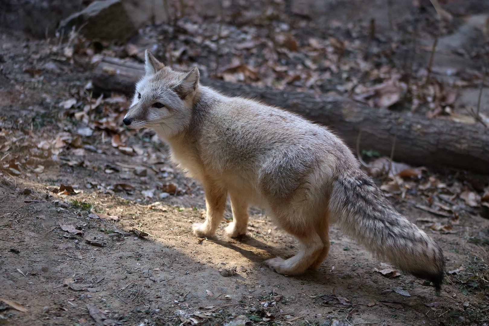 Corsac Fox