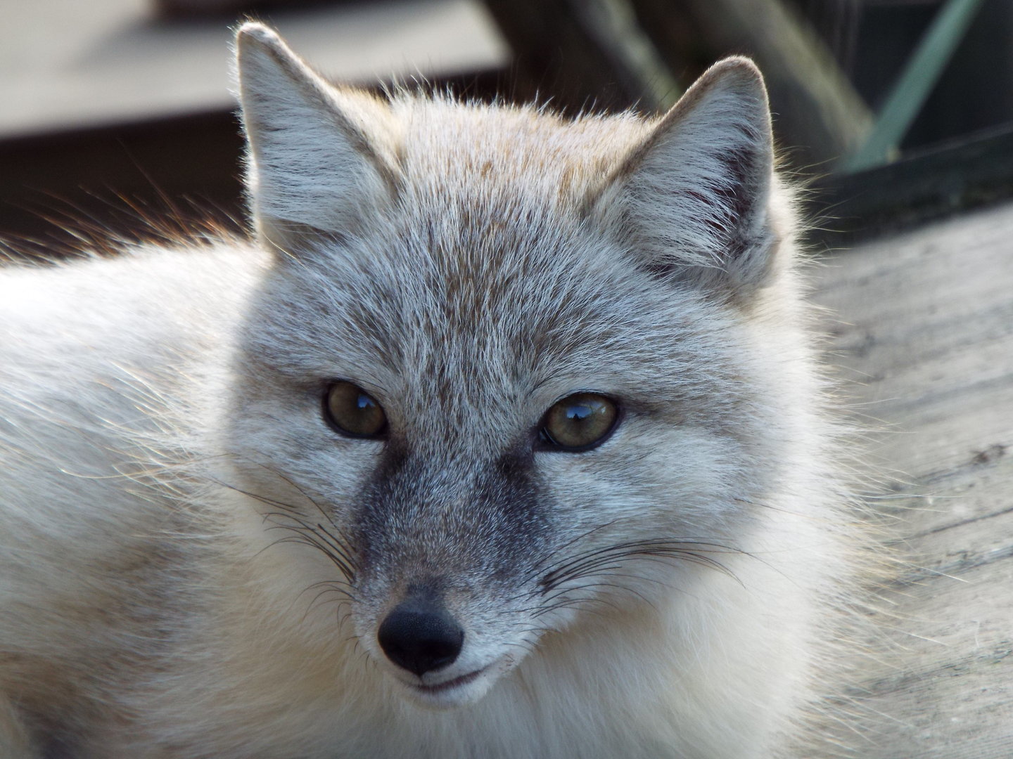 Corsac Fox