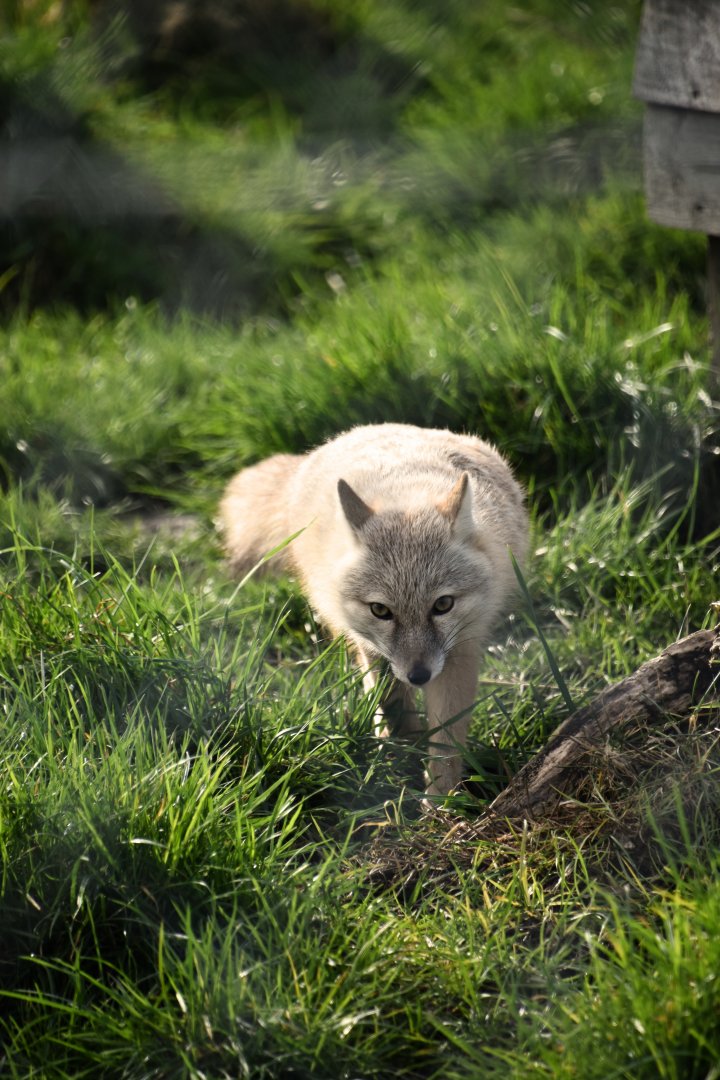 Corsac fox