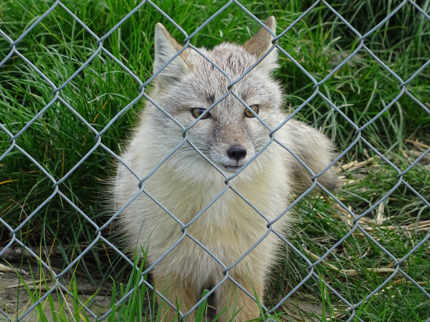 Corsac Fox