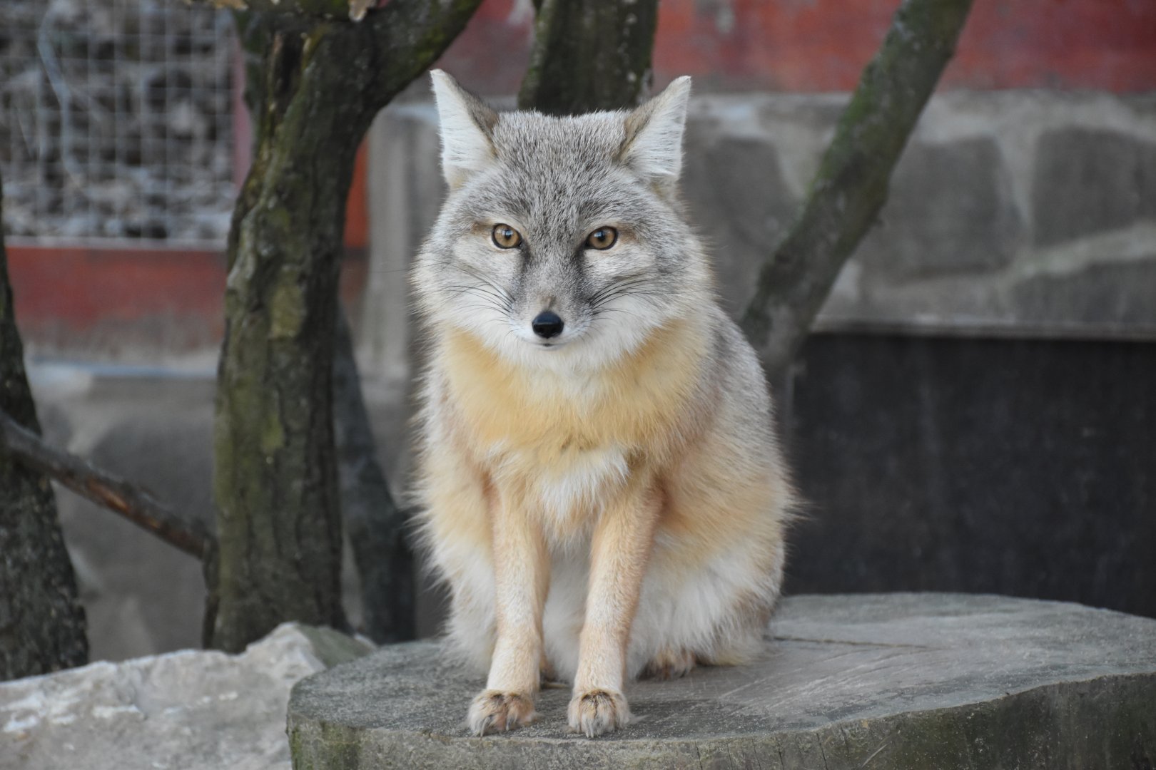 Corsac fox