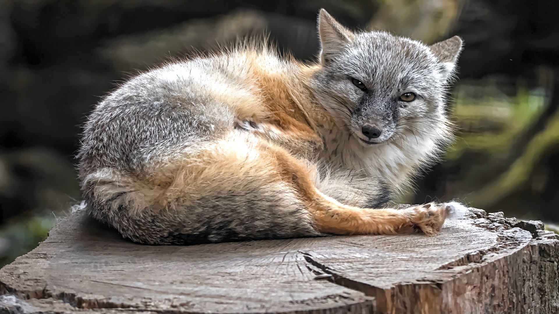 Corsac fox