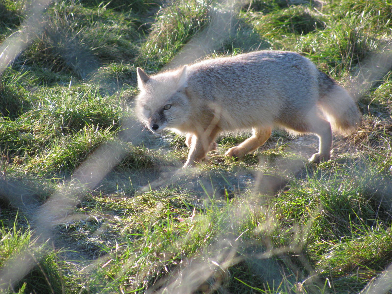 Corsac Fox