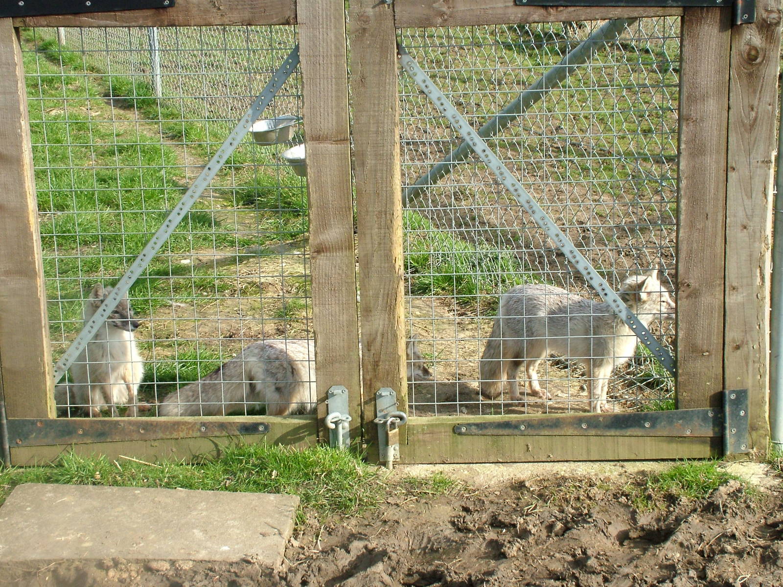 Corsac Foxes at Hamerton 05/04/10