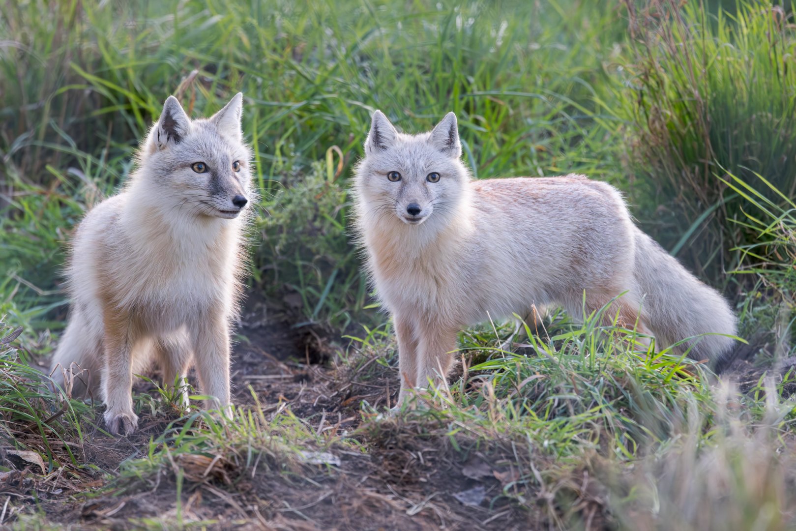 Corsac Foxes / Hamerton / 13-11-24