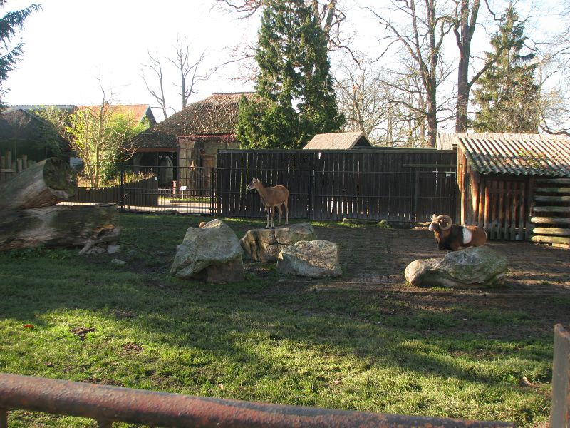 Corsica mouflon (Ovis orientalis musimon) pen