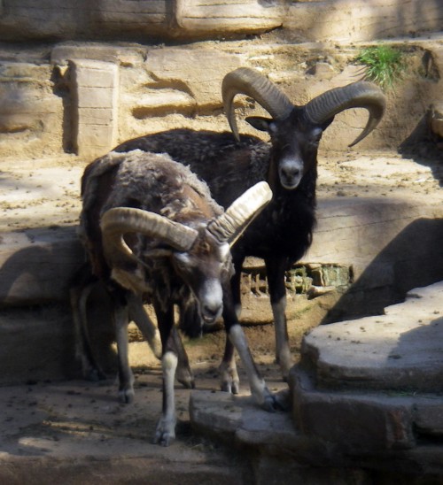 Corsican Mouflon (Ovis musimon)