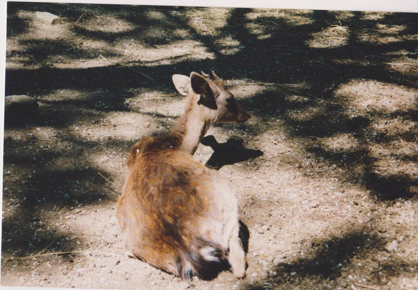 Corsican red deer (Cervus elaphus corsicanus)