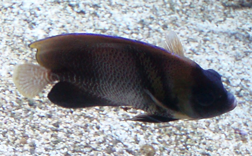 Cortez Angelfish (Pomacanthus zonipectus)