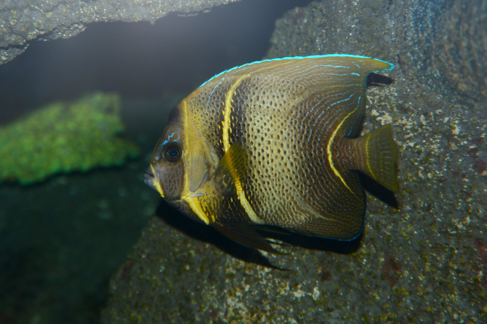 Cortez Angelfish (Pomacanthus zonipectus)
