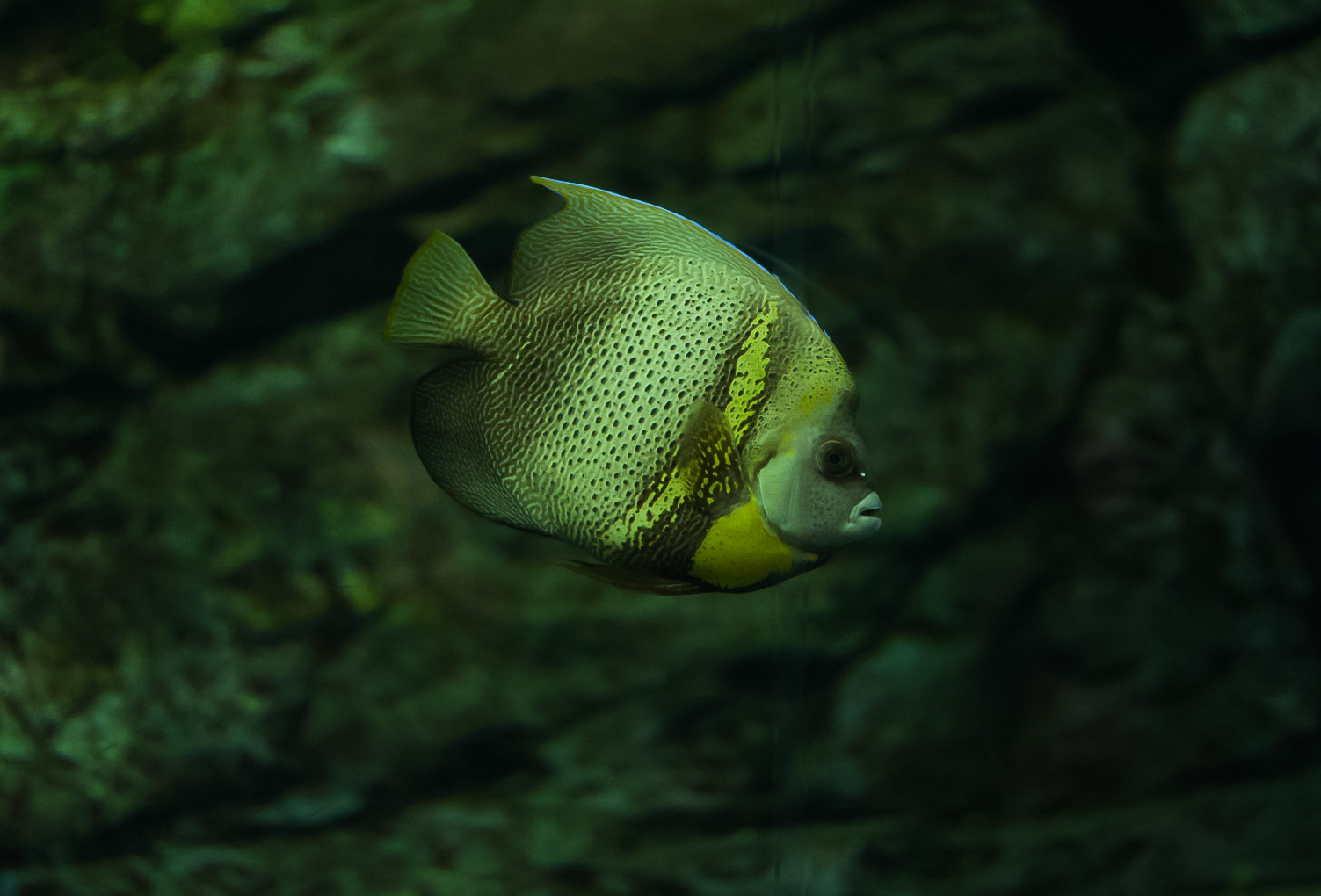 Cortez Angelfish