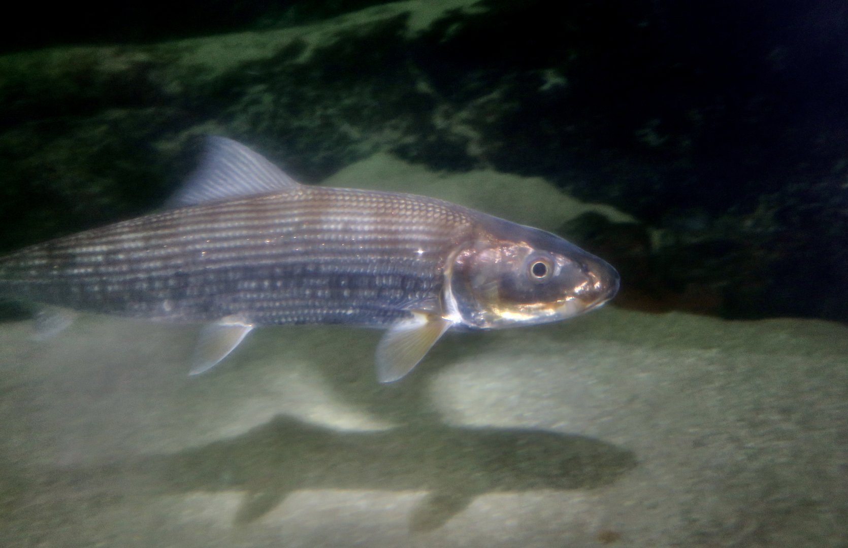 Cortez Bonefish (Albula gilberti)