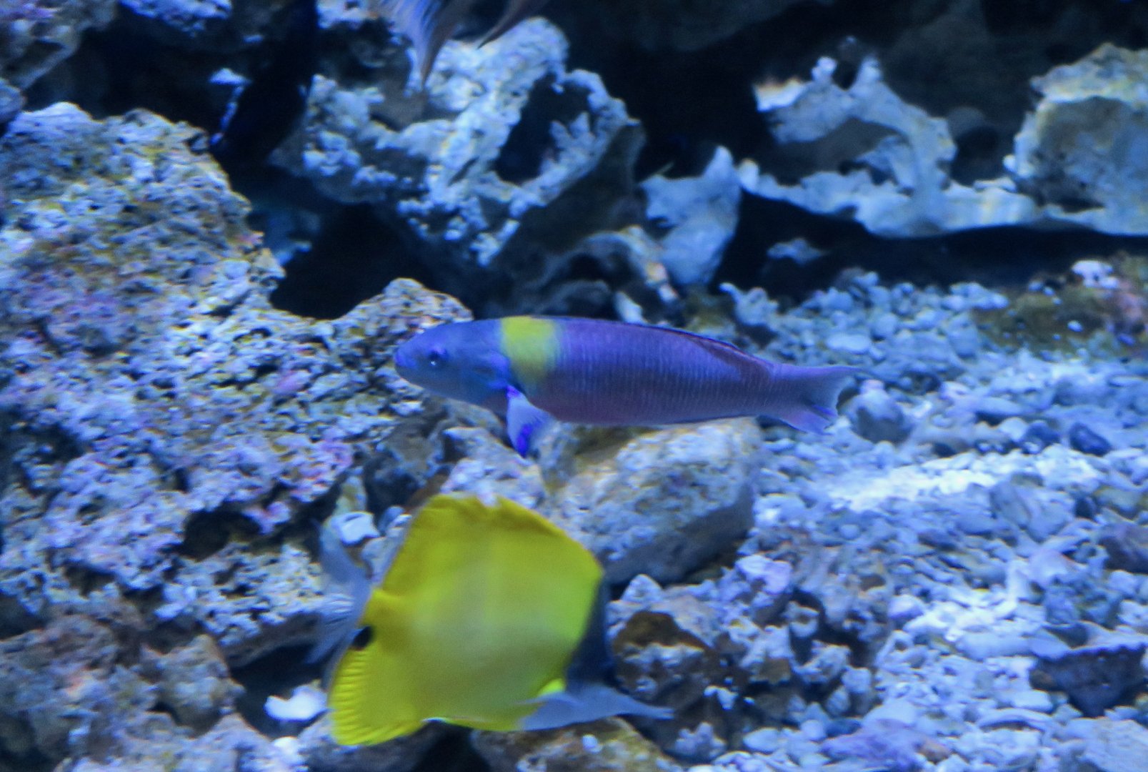 Cortez Rainbow Wrasse (Thalassoma lucasanum)