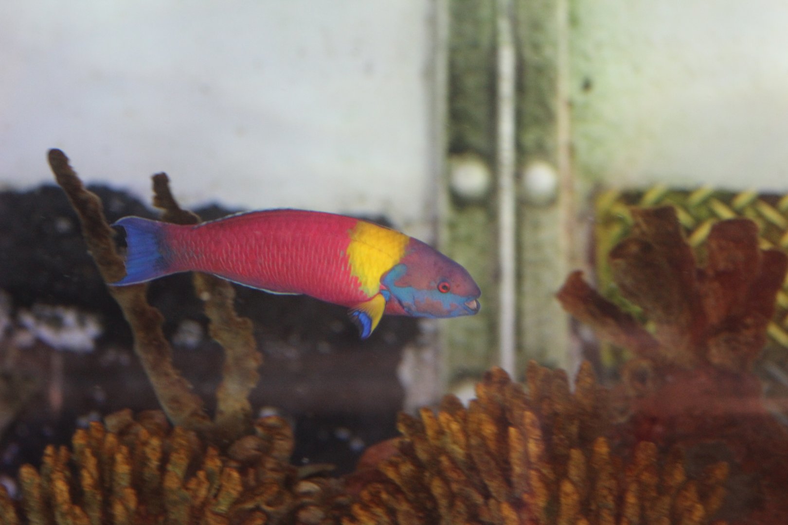 Cortez Rainbow Wrasse