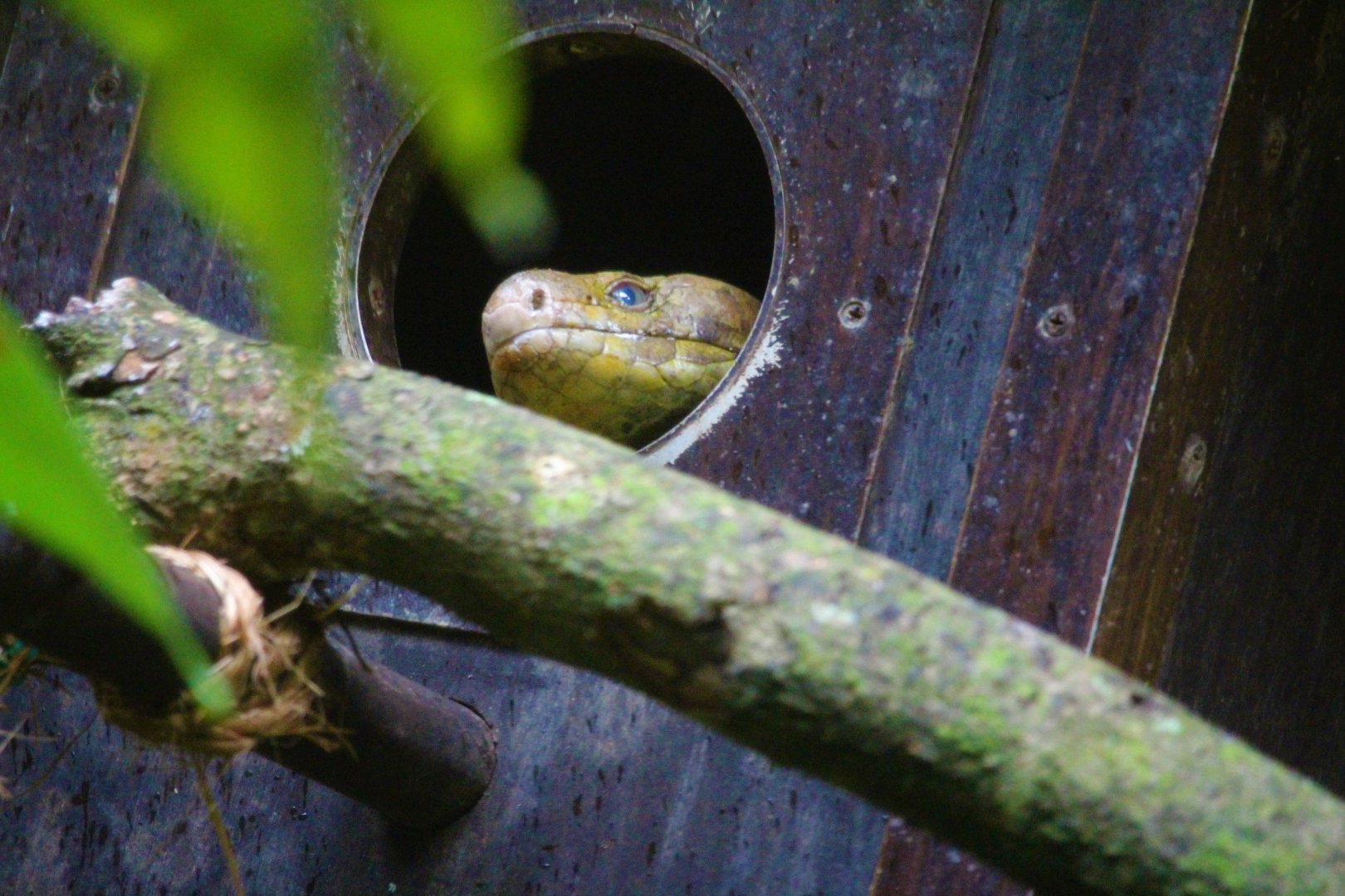 Corucia zebrata ( temporary(?) replacement of Varanus macraei in Tortoise Shell-Ter )