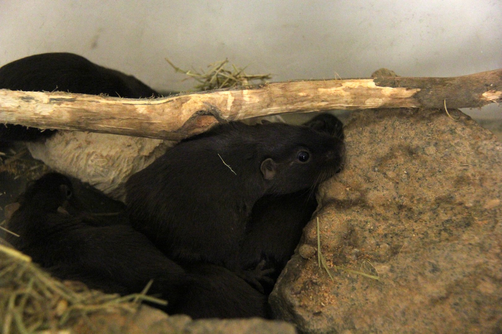 coruro (Spalacopus cyanus)