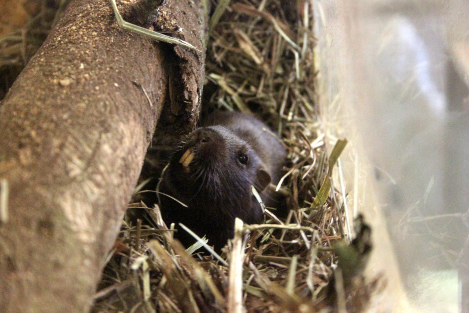 Coruro (Spalacopus cyanus)