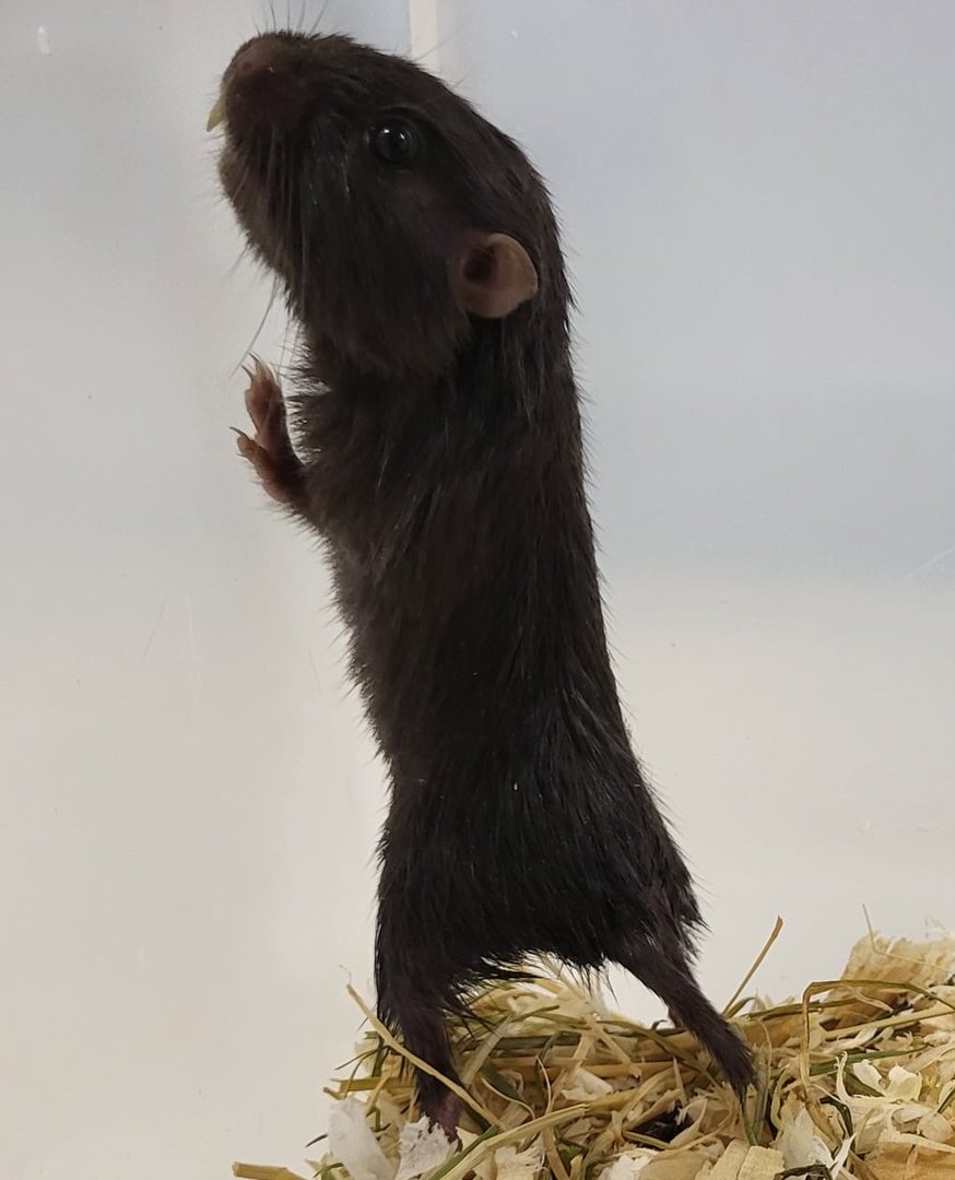 Coruro - Spalacopus cyanus