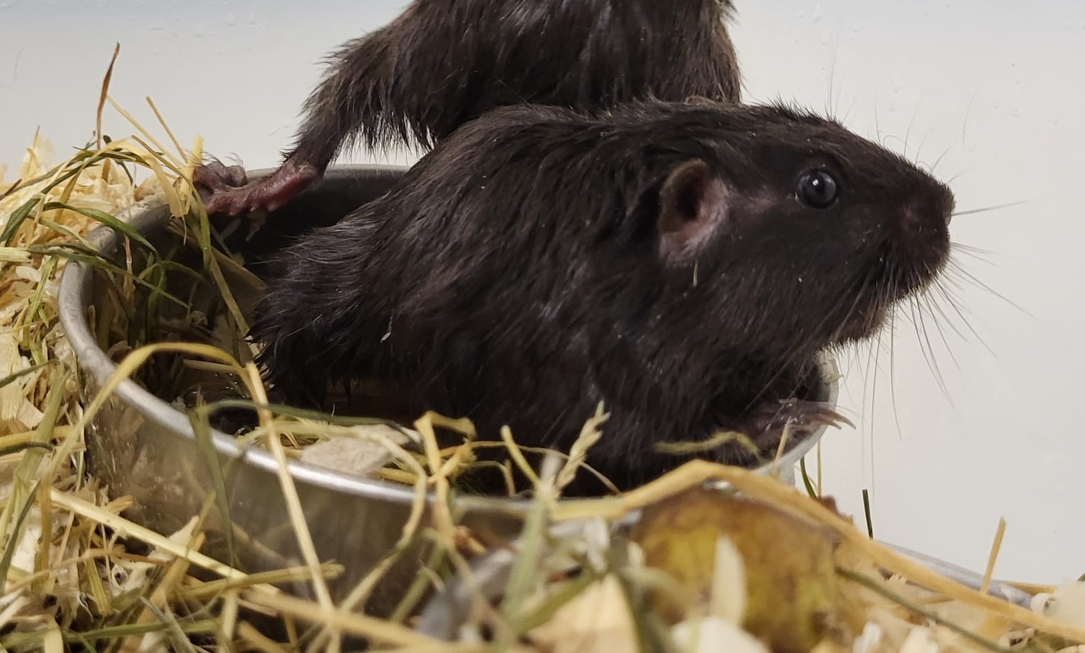 Coruro - Spalacopus cyanus