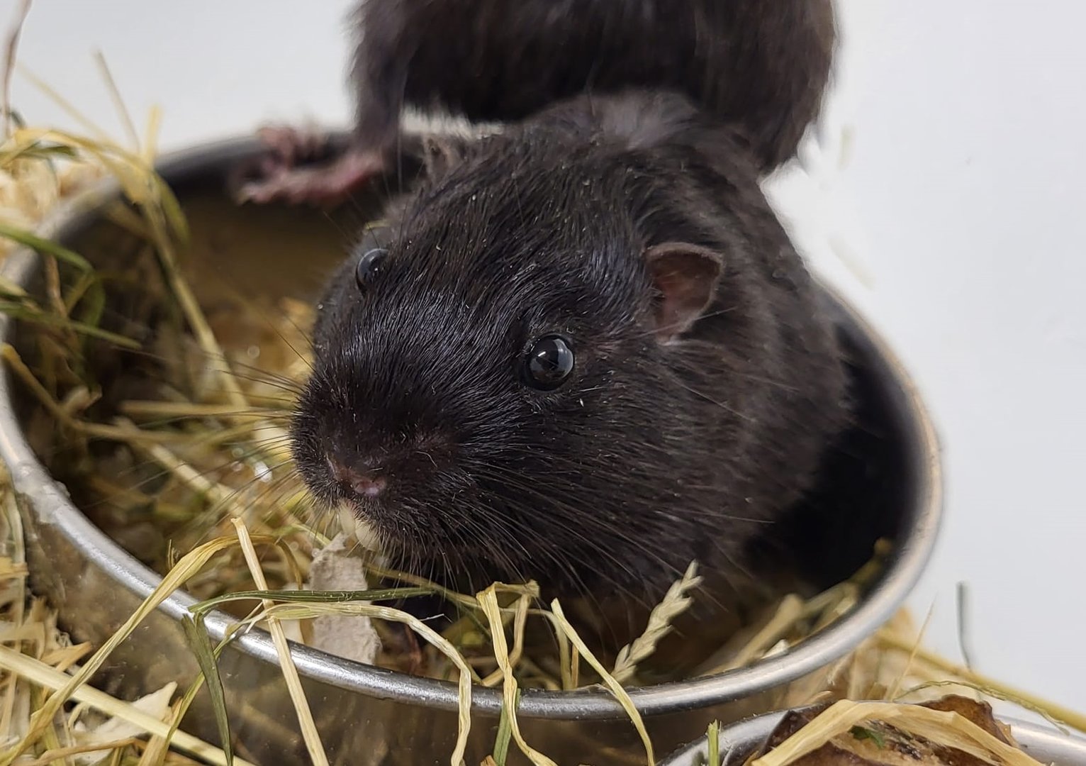 Coruro - Spalacopus cyanus