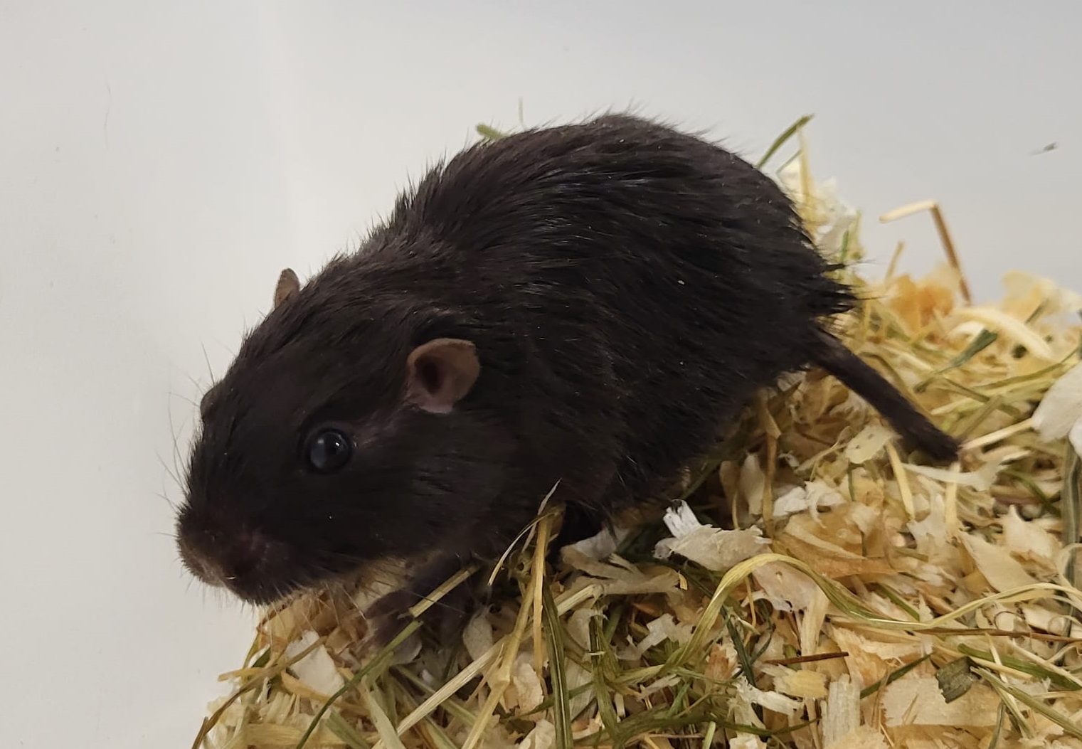 Coruro - Spalacopus cyanus