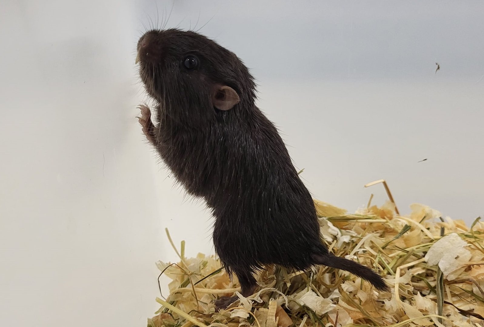 Coruro - Spalacopus cyanus