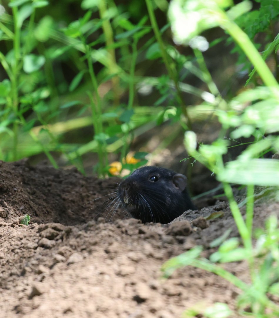 coruro (Spalacopus cyanus)