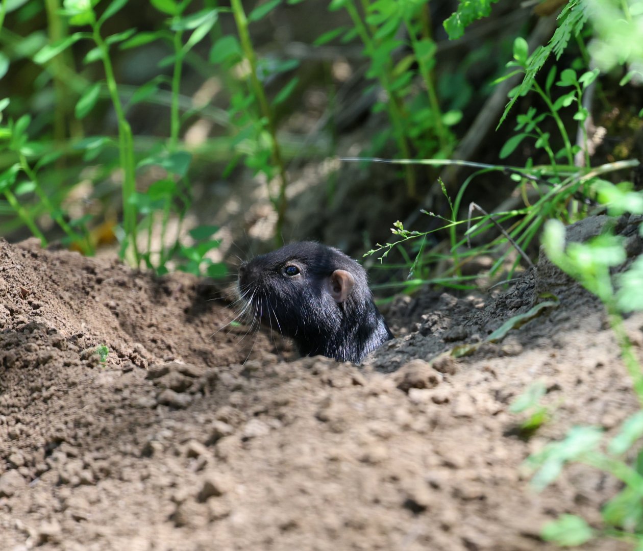 coruro (Spalacopus cyanus)