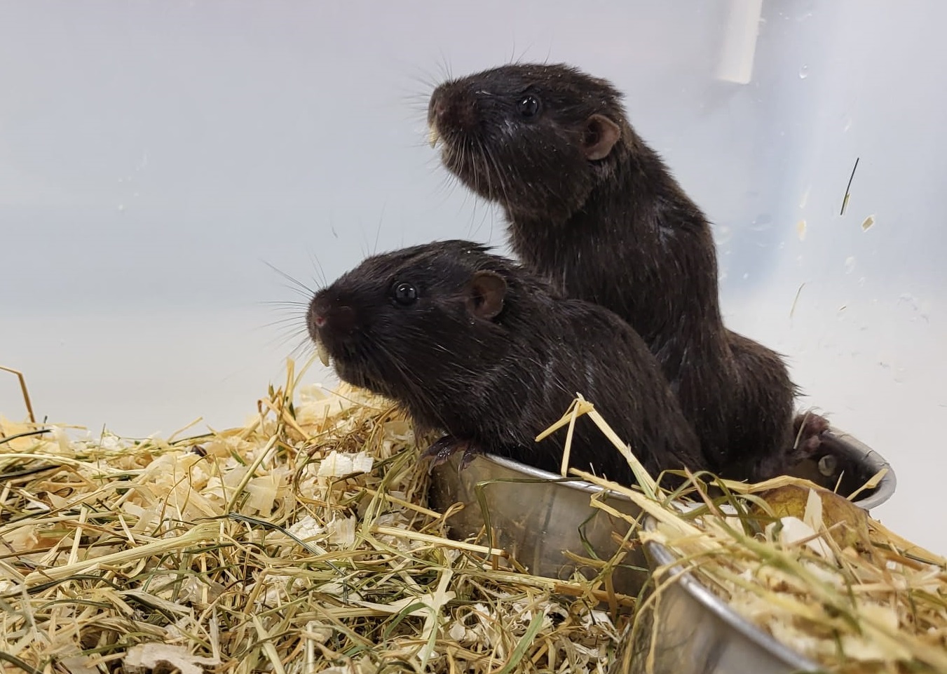 Coruro's - Spalacopus cyanus