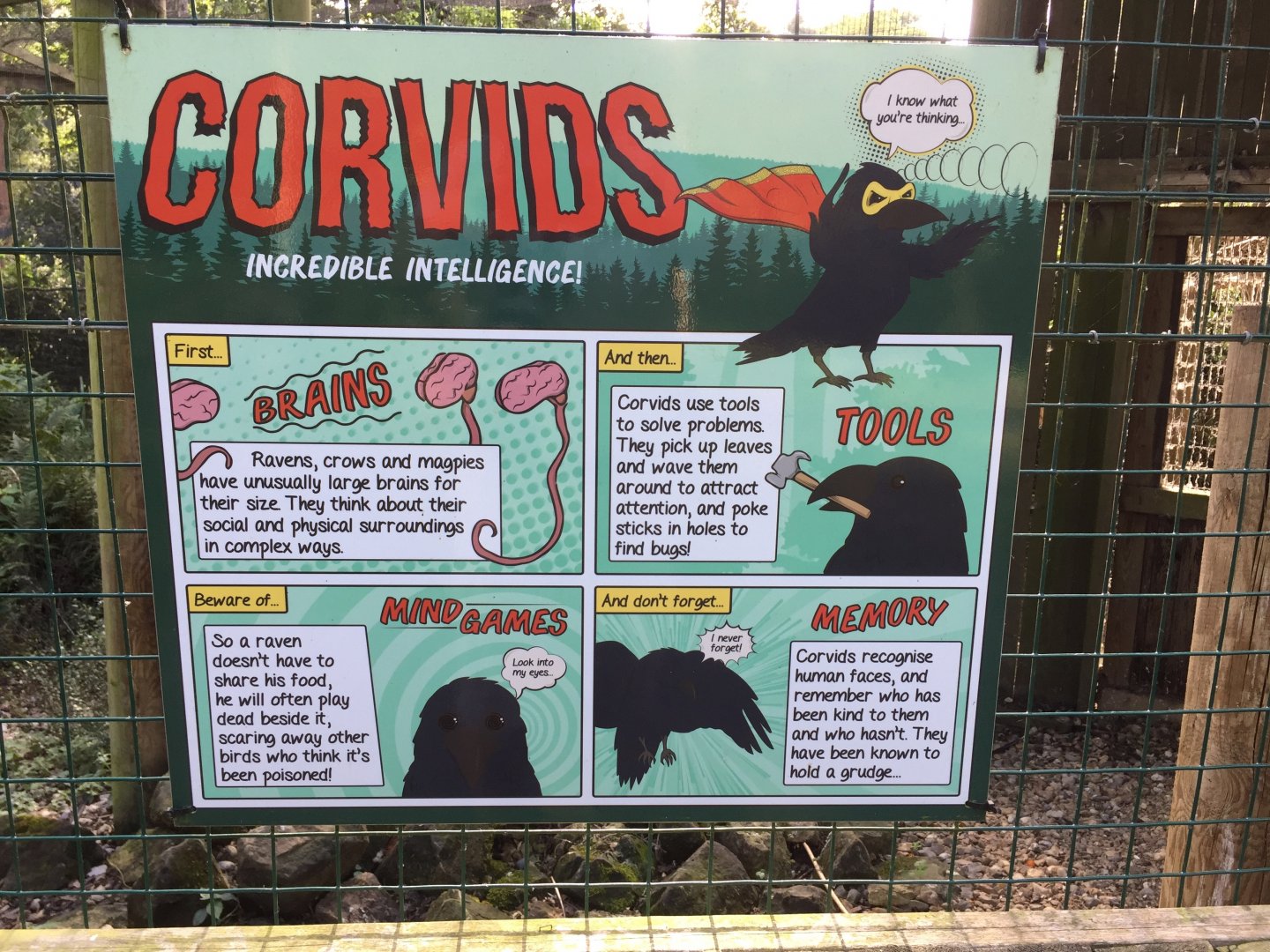 Corvid sign