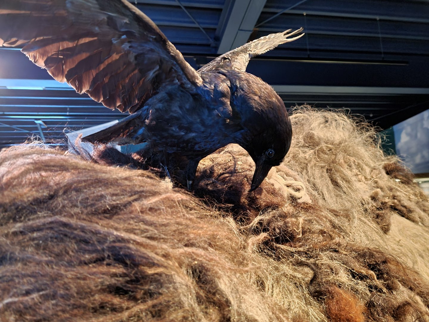 Corvid using Woolly rhinoceros pelt for hypothetical nest