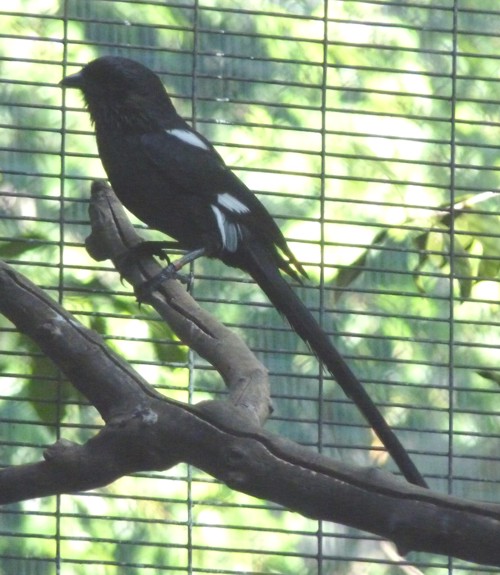 Corvinella melanoleuca