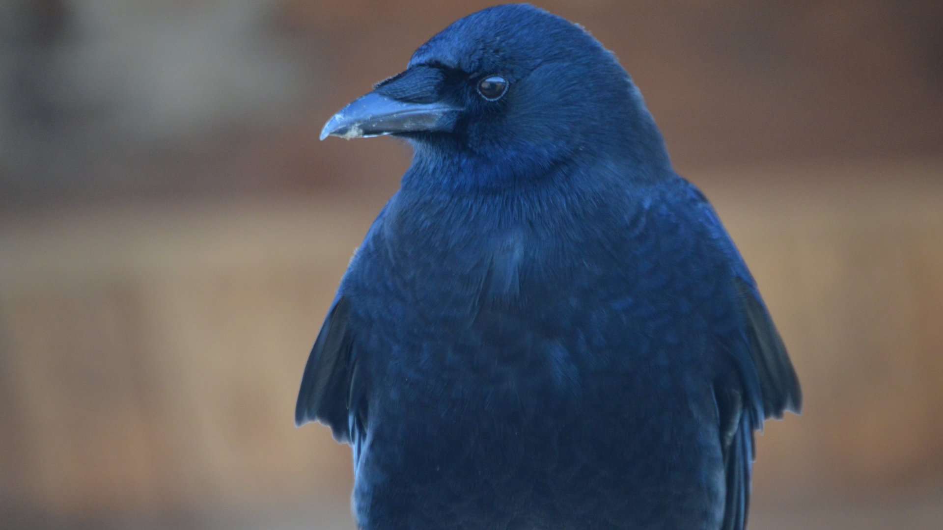 Corvus brachyrhynchos hesperis