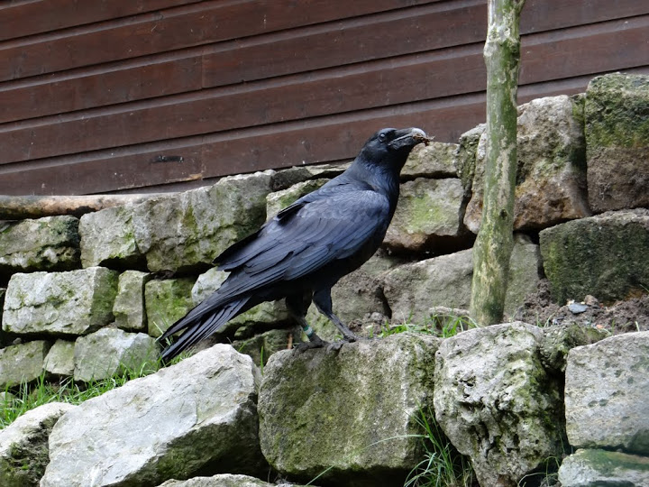 Corvus corax